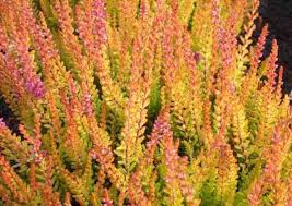 Image result for Calluna vulgaris