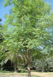 Image result for Moringa oleifera