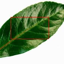 Maybe you would like to learn more about one of these? Pdf Plant Classification From Leaf Textures