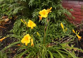 They feature long, arching, strappy leaves and long daylilies come in a wide range of colors, from cream and cheery yellow to peach, orange. Time For Daylilies To Shine The Blade