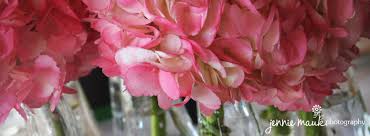 Hydrangea Www Jenniemauk Com Facebook Header Hydrangea Plants