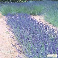 Royal Velvet English Lavender High Country Gardens Lavender Plants For Sale Lavender Plant