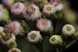 Image result for Pluchea bequaertii