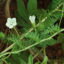 Image result for Xenostegia pinnata