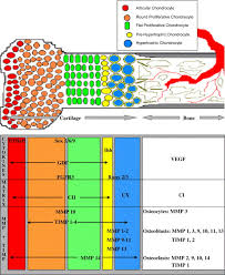 Check spelling or type a new query. Understanding The Role Of Tissue Degrading Enzymes And Their Inhibitors In Development And Disease Sciencedirect