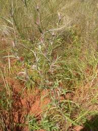 Image result for Dicoma