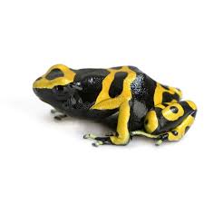 Black And Yellow Poison Dart Frog Poison Dart Frog Yellow And Black Poison Dart Frog In Front Of A White Backgrou Sponsored Frog Yellow Poison Poison Dart Frogs Dart Frog Poison Dart