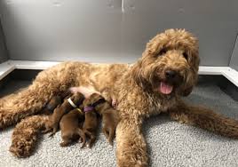 Idog rescue a nonprofit organization that is based out of houston, texas, but they receive inquires about goldendoodles for adoption from all over the country. Pin On Breeder