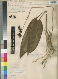 Image result for Oeceoclades saundersiana