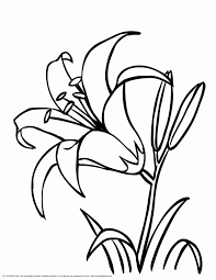 Flowers Coloring Sheets Pdf Inspirational Of Daylily And Flower Coloring Pages Sabadaphnecottage Flower Line Drawings Flower Coloring Pages Flower Drawing