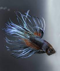 Betta fish are widely known as fighting fish. 10 Cool Facts About Betta Fish Mom Com