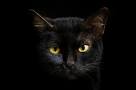 8 Black Cat Breeds - Pet Central by Chewy