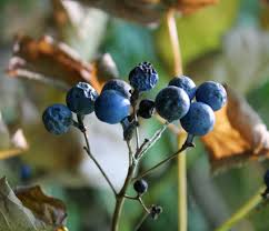 Image result for Blue Cohosh