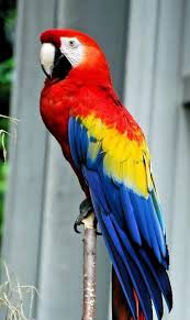 Fertile Bird Eggs For Sale Australia We Are Specialized In The Breeding Of Birds Parrots And We Sell Very Fertile Candle Lit Eggs Of All Species Of Parrots All O In 2020 Colorful Parrots Pet Birds Parrot