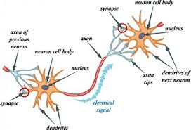 Every Organ Tells A Story 5 A History Of Anatomical Terms Neuron Diagram Neurons Neuron Structure