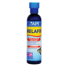 Fin rot is a common symptom of a bacterial disease that can affect a variety of fish, from betta fish to goldfish. Api Melafix