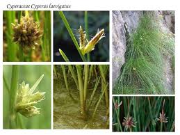 Image result for Cyperus laevigatus
