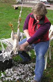 How a defeathering machine works. Plucking Chickens Ames Hollow Farm