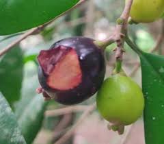 Image result for Eugenia aschersoniana