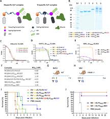 520 mercury drive sunnyvale, ca, usa 94085. Multimeric Single Domain Antibody Complexes Protect Against Bunyavirus Infections Elife