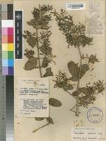 Image result for Salvadoraceae