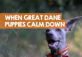 This excitability is true as they age; When Do Great Danes Calm Down Answer Neutering