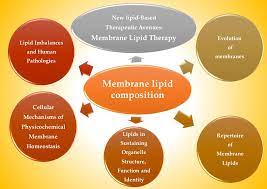 Explain the role of lipids in overall health. Ijms Free Full Text Membrane Lipid Composition Effect On Membrane And Organelle Structure Function And Compartmentalization And Therapeutic Avenues Html