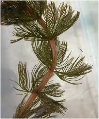 Image result for Myriophyllum spicatum
