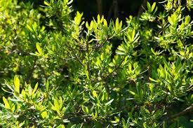 Image result for Myrica