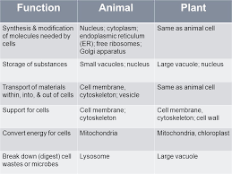 What are the functions of animal cell. Activity 4 What Do Cells Do Ppt Video Online Download