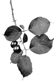 We did not find results for: Prunus Nigra Wikipedia