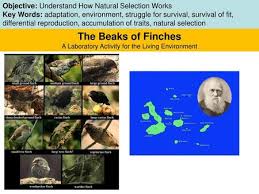 The island environment where you live and feed. State Laboratory The Beaks Of Finches Ppt Video Online Download