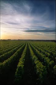 Kết quả hình ảnh cho  CLOS SAINT VINCENT wine