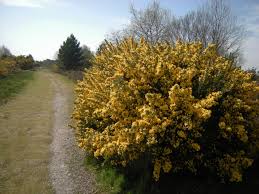 Image result for Ulex