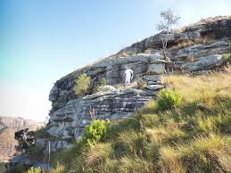 Image result for Allocassine laurifolia