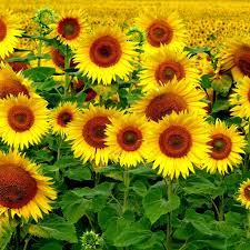 Field Sunflowers Landscape Ipad Pro Wallpaper Ipad Pro Wallpaper Apple Ipad Wallpaper Ipad Pro Wallpaper Hd We have divided the wallpapers into a few sections so you will be able to directly sift a bunch of wallpapers that have a touch of apple elegance is what official wallpaper for ipad pro 10.5 stand for.
