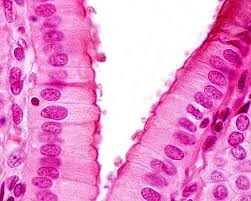 Check spelling or type a new query. Epithelial Cells The Definitive Guide Biology Dictionary