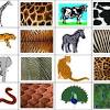 Find images of animal print. 1