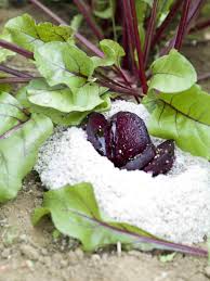 Recette Betterave Rouge En Croute De Sel De Guerande Recette Croute De Sel Betterave Betterave Rouge