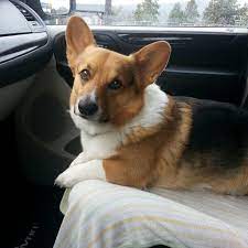 Intelligent, loyal, hardy, and affectionate companions. Dorsey S Corgis Home Facebook