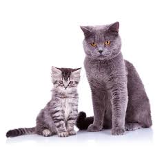 Two Very Curious British Cats One Small And One Big On White Background Spon Cats British Curious Small Background Ad Cats Cat Stock Cat S