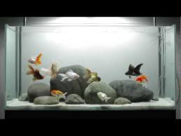 Amazing Fancy Goldfish Aquarium Youtube In 2020 Goldfish Tank Goldfish Aquarium Fish Tank Themes