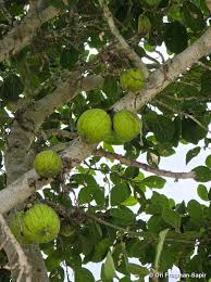 Image result for Ficus polita