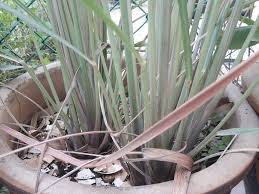 About press copyright contact us creators advertise developers terms privacy policy & safety how youtube. How To Grow Lemongrass In A Pot Cara Tanam Serai Di Dalam Pasu Grow Lemongrass Lemon Grass Plants