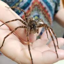 After reading that one new yorker article about earthquakes, there were a couple nights where i vividly imagined the bricks of my apartment's. Should Spiders In The House Be Killed Quora