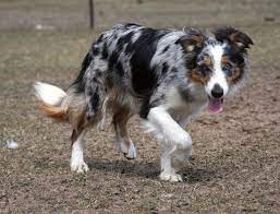 Herding Border Collie Blue Merle Merle Border Collie Border Collie Blue