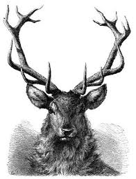 Black And White Deer Head Drawing Stag Engraving Stag Head Drawing Deer Head Tattoo Stag Tattoo Design Stag Tattoo