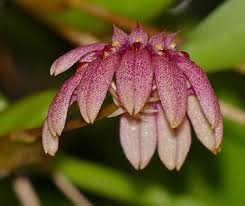 Image result for Bulbophyllum burttii