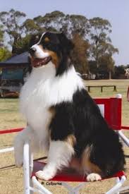 Australian shepherd puppies are also called aussie puppies. Imponente Black Tri Australian Shepherd Australian Shepherd Dogs Aussie Dogs
