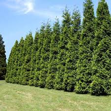The hardiness zone designations are designed for selecting plants suitable for each you can use the hardiness zone guide to decide which plants grow best in your region. Thuja Green Giant Evergreen Trees For Sale Fastgrowingtrees Com
